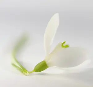 Sympathy: Snowdrop