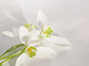 Sympathy: Snowdrop