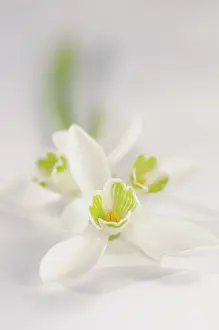 Galanthus: Snowdrop