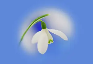 Galanthus: Snowdrop