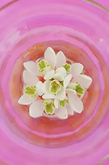 Galanthus: Snowdrop