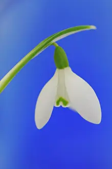 Galanthus: Snowdrop