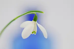 Galanthus: Snowdrop