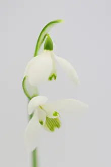 Galanthus: Snowdrop