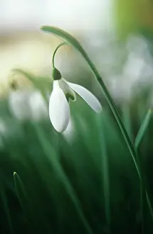 Weak: Snowdrop