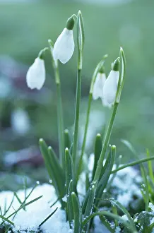 Galanthus: Snowdrop