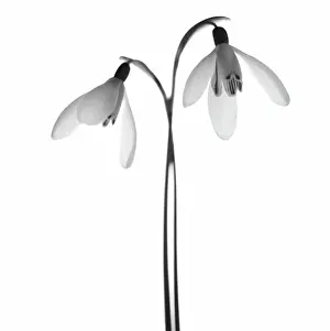 Connected: Snowdrop