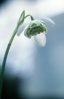 Galanthus: Snowdrop