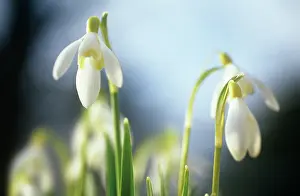 Galanthus: Snowdrop