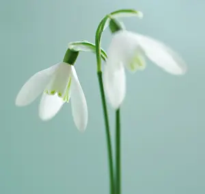 Classic: Snowdrop