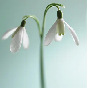 Classic: Snowdrop
