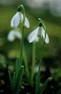 Triple: Snowdrop