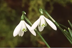 David C Dixon: SNOWDROP - Atkinsii, close-up