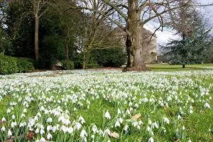 Snowdrops: Snowdrop - carpet of flowers