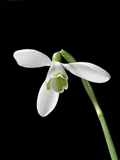 Snowdrops: Snowdrop - close up