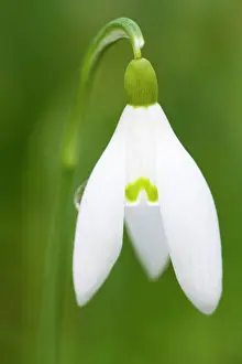 Snowdrops: Snowdrop - close-up macro image of a single flower