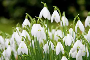 Clump: Snowdrop - clump of flowers