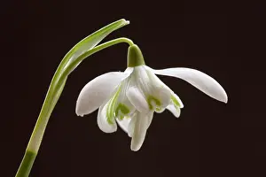 Flore: Snowdrop, Double snowdrop