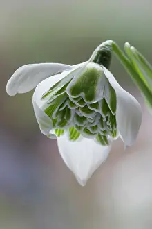 Pendant: Snowdrop, Double snowdrop