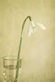 Snowdrops: Snowdrop Flower - Textured Image