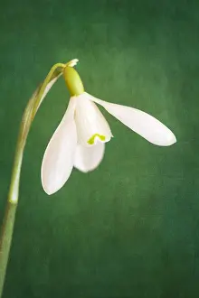 Snowdrops: Snowdrop Flower - Textured Image