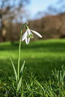 Grow: Snowdrop Flower - UK