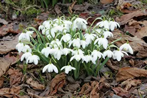 Snowdrops: Snowdrop - flowers amongst leaf litter in garden