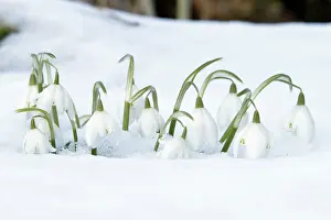 Snowdrops: Snowdrop - flowers amongst snow in garden