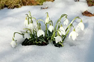 Snowdrops: Snowdrop - flowers amongst snow in garden