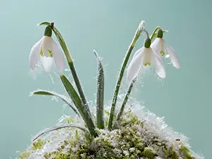 Snowdrops: Snowdrop - frost covered plant in flower
