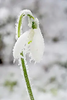 Snowdrops: Snowdrop - frosted single bloom