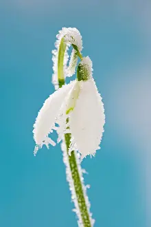 Snowdrops: Snowdrop - frosted single bloom