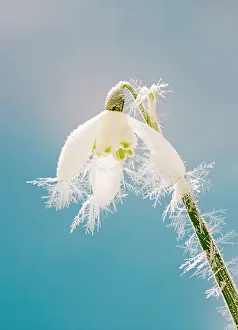 Snowdrops: Snowdrop - frosted single bloom