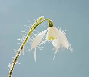 Snowdrops: Snowdrop - frosted single bloom