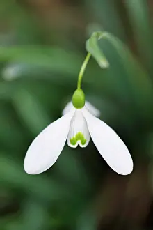 Magnet: Snowdrop - Galanthus Magnet