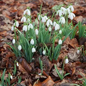 Galanthus: Snowdrop, Galanthus nivali, Several plants growing