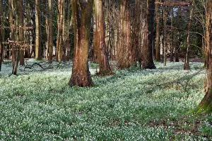 Naturalised: Snowdrop, Galanthus nivali, Thoiusands of naturalised