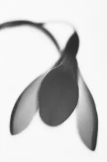 Monochrome: Snowdrop, Galanthus nivalis, Black & white