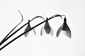 Monochrome: Snowdrop, Galanthus nivalis, Black & white