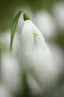Galanthus: Snowdrop, Galanthus nivalis, Close side view of