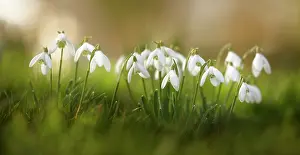 Galanthus: Snowdrop, Galanthus nivalis, Low side view of several
