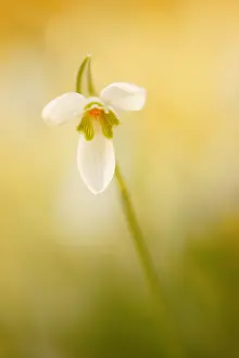 Opening: Snowdrop (Galanthus nivalis) opening its petals
