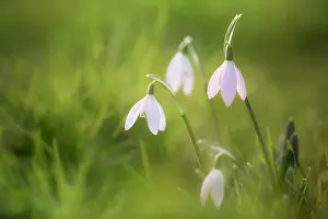 Clump: Snowdrop, Galanthus nivalis, A small clump of flowers, only