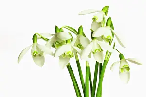 Galanthus: Snowdrop, Galanthus nivalis, Side view of several