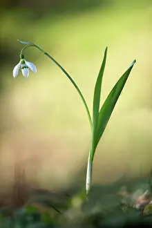 Liberty: Snowdrop, Galanthus nivalis, Side view of single