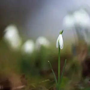 Leadership: Snowdrop, Galanthus nivalis, Side view of single