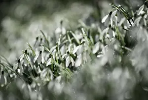 Galanthus: Snowdrop, Galanthus nivalis, White subject