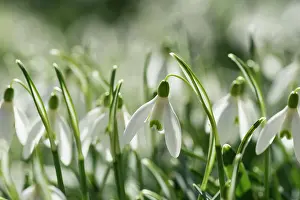 Galanthus: Snowdrop, Galanthus nivalis, White subject