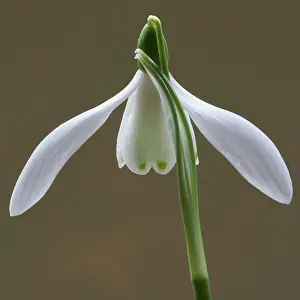 Galanthus: Snowdrop, Galanthus nivalis, White subject
