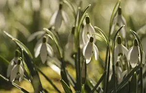 Galanthus: Snowdrop, Galanthus nivalis, White subject